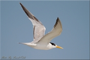 217 Lesser Crested Tern