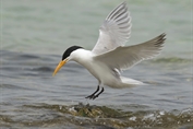 218 Lesser Crested Tern