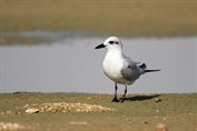 219 Gull-billed Tern