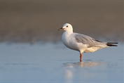 224 Slender-billed Gull