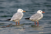225 Slender-billed Gull