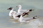 229 Common Black-headed Gull