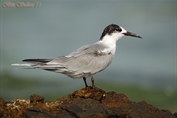 231 White-cheeked Tern