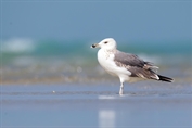 236 Caspian Gull