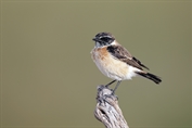 243 Western Siberian Stonechat