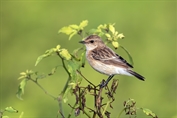 244 Western Siberian Stonechat