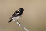246 Western Siberian Stonechat