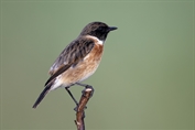 250 European Stonechat