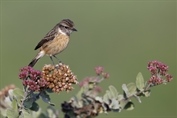 253 European Stonechat