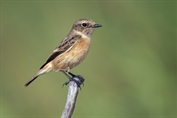 254 European Stonechat