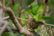 264 Common Grasshopper Warbler