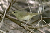 267 Blyth's Reed Warbler