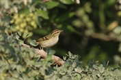 268 Yellow-browed Warbler