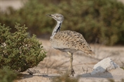 273 Asian Houbara