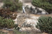274 Asian Houbara