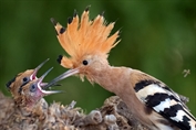 280 Eurasian Hoopoe