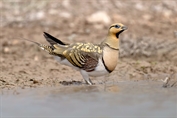 281 Pin-tailed Sandgrouse