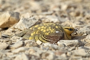 282 Pin-tailed Sandgrouse
