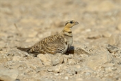 283 Pin-tailed Sandgrouse
