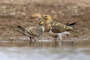 285 Pin-tailed Sandgrouse