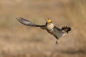 287 Pin-tailed Sandgrouse