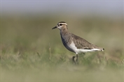 291 Sociable Lapwing