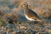 293 Sociable Lapwing