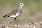 294 Sociable Lapwing