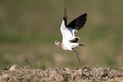 295 Sociable Lapwing