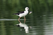 298 Black-winged Stilt