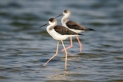 299 Black-winged Stilt