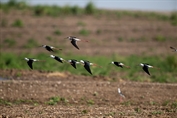 303 Black-winged Stilt