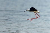304 Black-winged Stilt