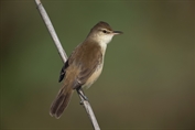 314 Indian Reed warbler
