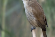 316 Indian Reed warbler