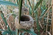 318 Indian Reed warbler