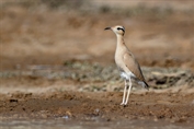321 Cream-coloured Courser
