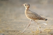 322 Cream-coloured Courser