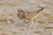 323 Cream-coloured Courser