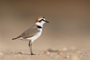 325 Kentish Plover