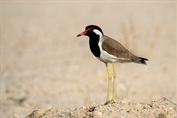 332 Red-wattled Lapwing