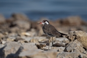 333 Red-wattled Lapwing