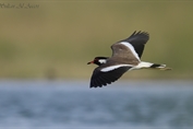336 Red-wattled Lapwing