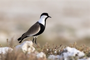 341 Spur-winged Lapwing