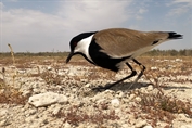 344 Spur-winged Lapwing
