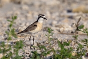 350 Kittlitz's Plover