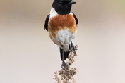 352 Byzantine Stonechat
