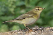 356 Willow Warbler