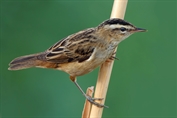 357 Sedge Warbler