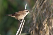 358 Sedge Warbler